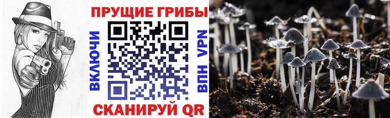 Галлюциногенные грибы GOLDEN TEACHER  Купить  Острогожск 